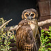 Brown wood owl.