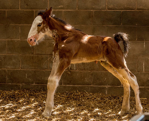 Shire horse foal.5jpg