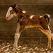 Shire horse foal.5jpg