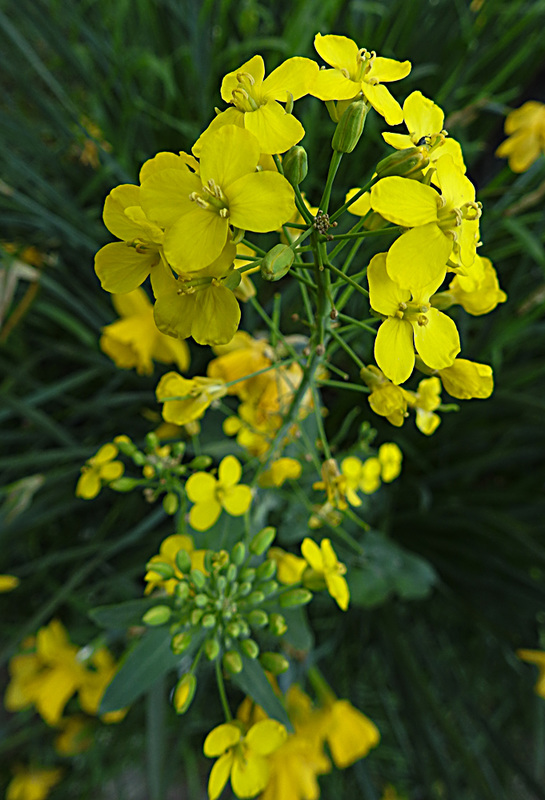 20200419 7257CPw [D~LIP] Raps (Brassica napus), Bad Salzuflen