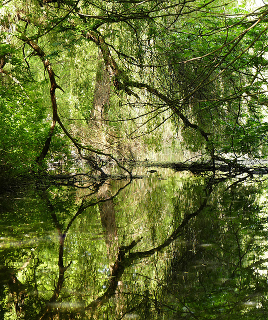 Amazonaswildnis im Wandsetal (2xPiP)