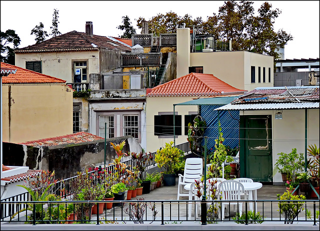 Funchal : un tetto ricco di piante - HFF - HAPPY FENCE FRIDAY - 06:05:22 -