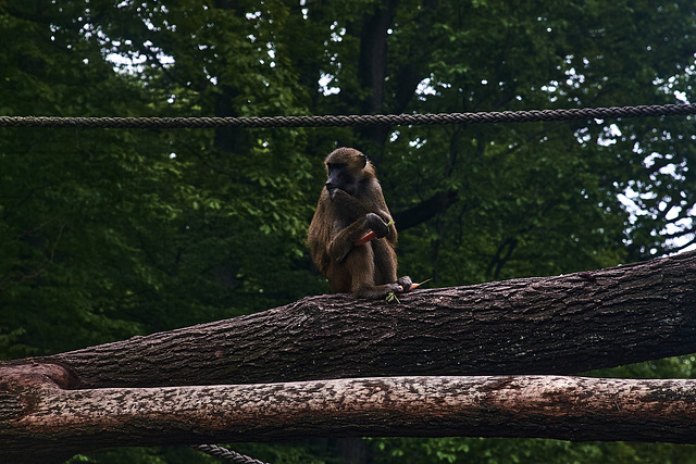 Tiergarten Nürnberg