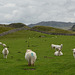 HWW ~ Welsh grazing sheep