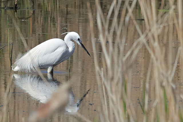 Little Egret - Egretta garzetta