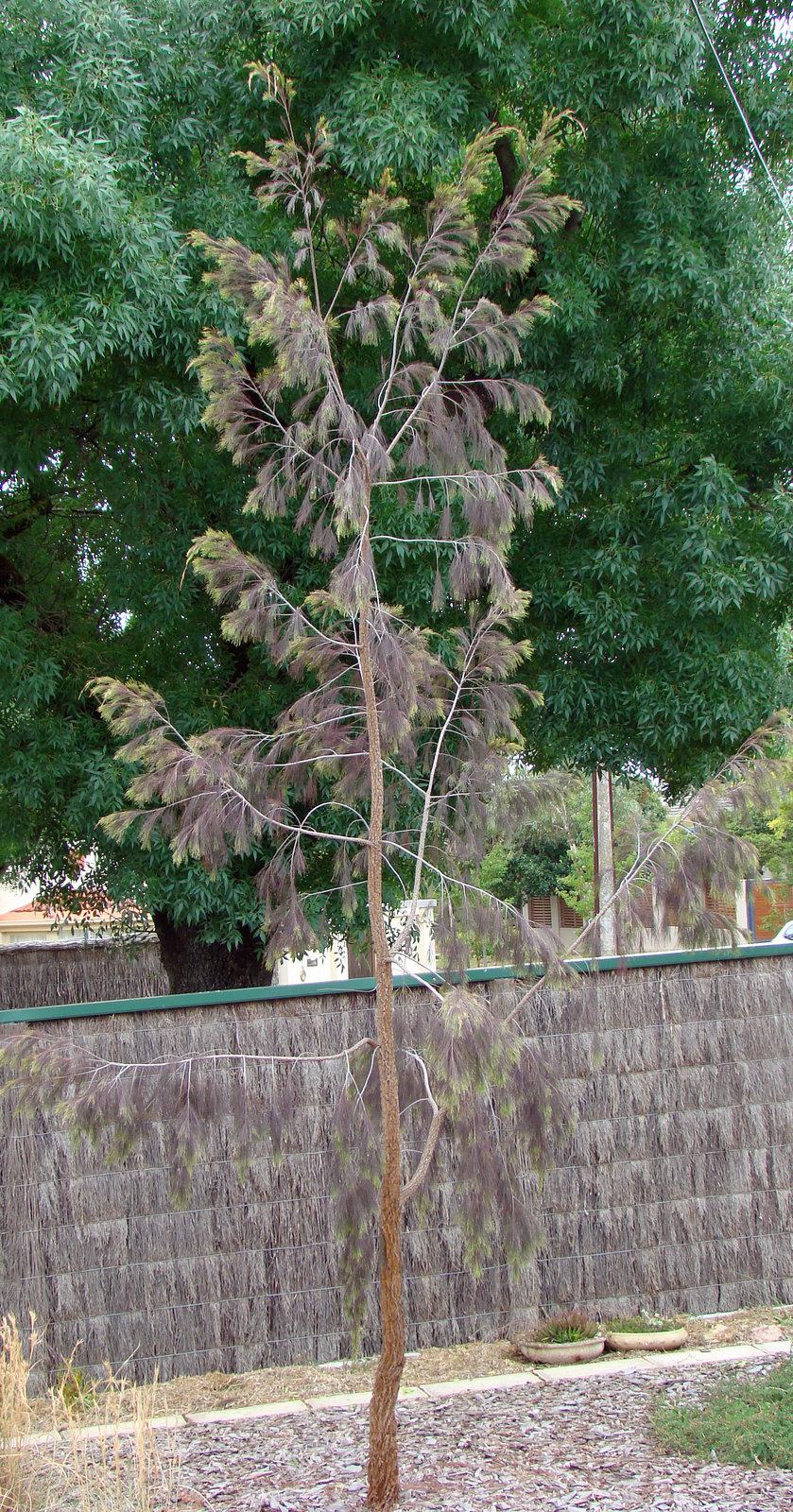allocasuarina tormentosa