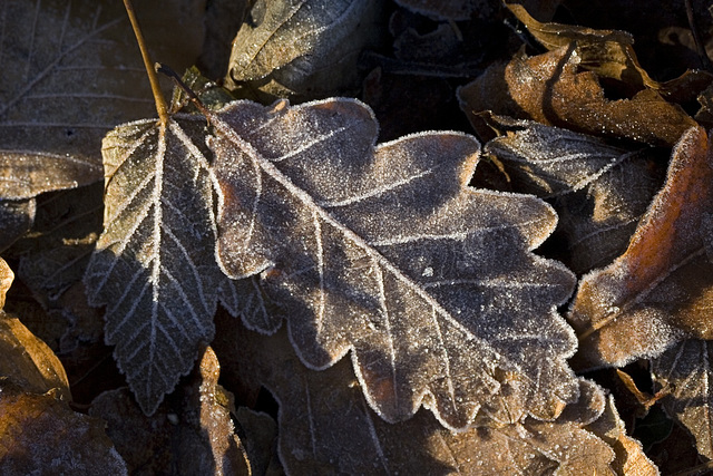 Frosty oak leaf