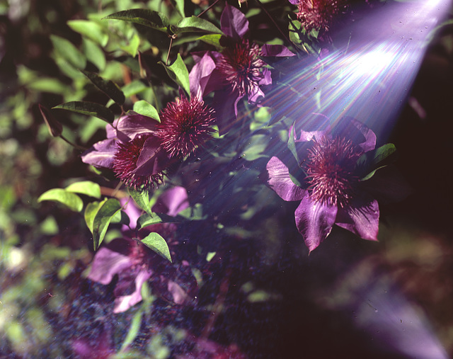 Flowers in my mom's garden