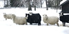 Jamtli sheep