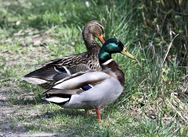 Stockenten-Pärchen