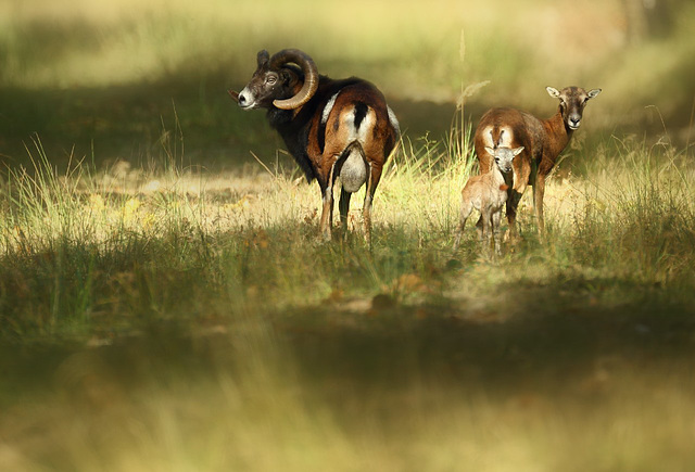 bébé mouflon