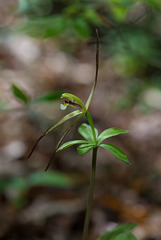 Isotria verticillata (Large Whorled Pogonia orchid)