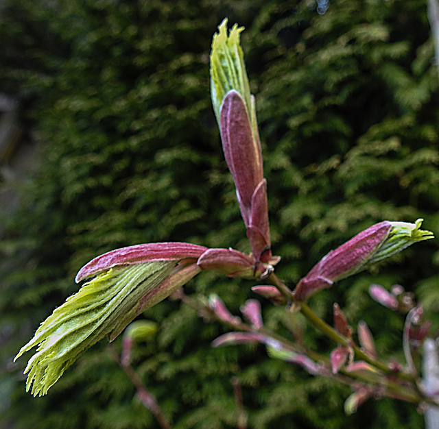 20200419 7258CPw [D~LIP] Gold-Ahorn (Acer shiras 'Aureum'), Bad Salzuflen