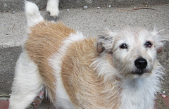 A Great Dog