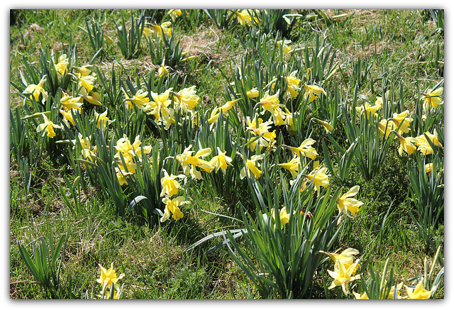 Le temps des Jonquilles