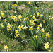 Le temps des Jonquilles