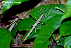 89 Metriophasma diocles Female Nymph