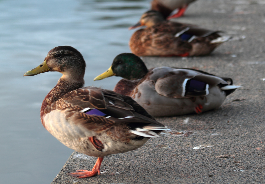 IMG 7122 Mallards dpp