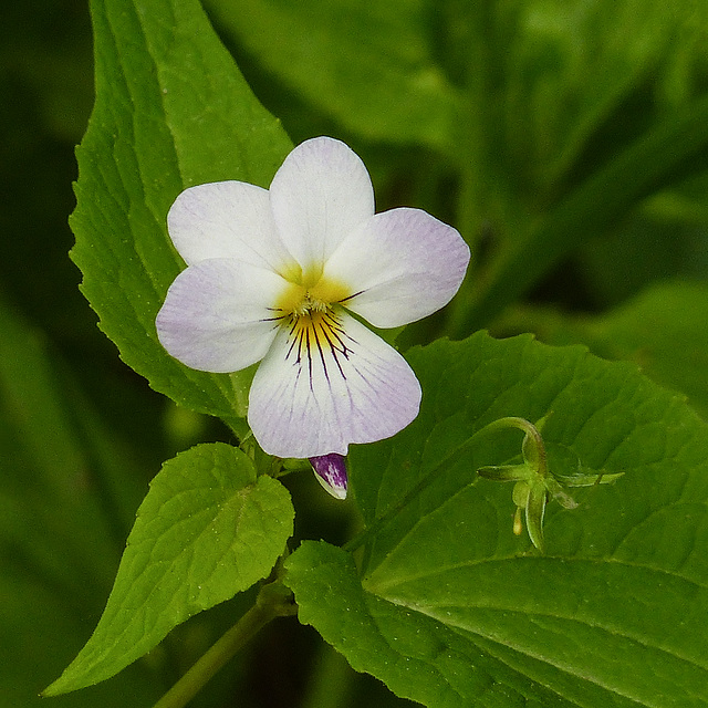 Canada Violet / Viola canadensis