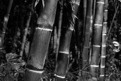 Bamboo grove