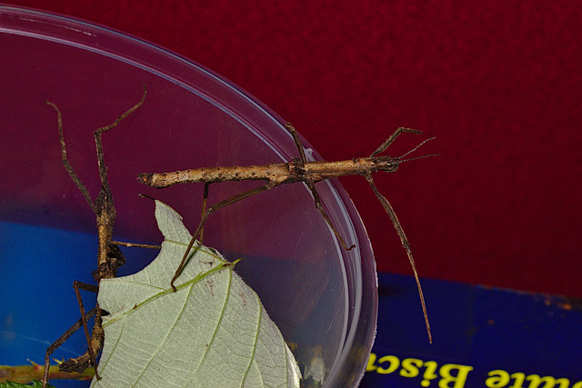 Stick insect IMG_1860