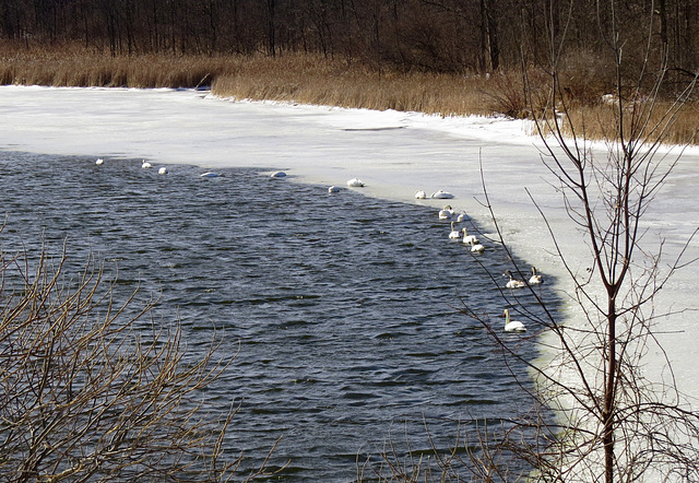 Swans on Stony Creek lake