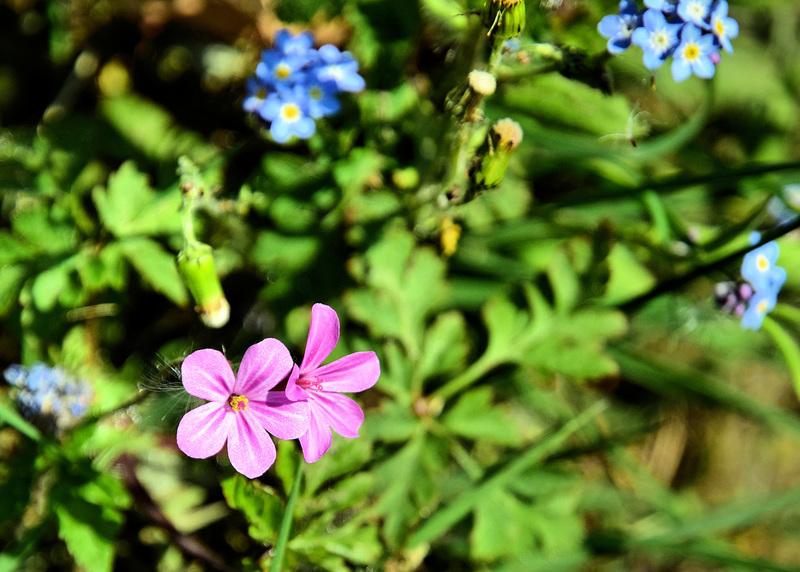 Hedgerow Flowers & House Signs.