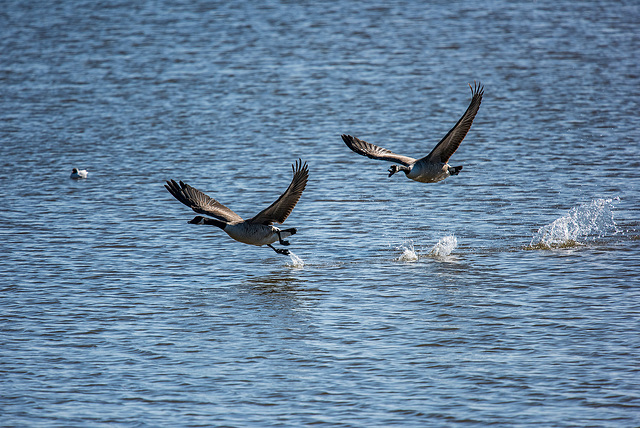 Wild goose chase 3