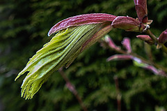 20200419 7259CPw [D~LIP] Gold-Ahorn (Acer shiras 'Aureum'), Bad Salzuflen