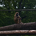 Tiergarten Nürnberg