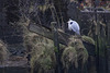 Grey Heron in Denny's Dock