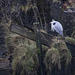 Grey Heron in Denny's Dock