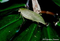 99 (Leaf Katydid 2) Orophus sps?