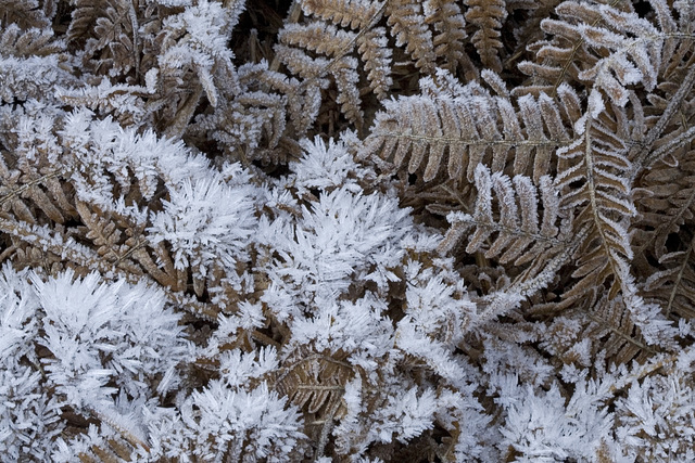 Frosty bracken