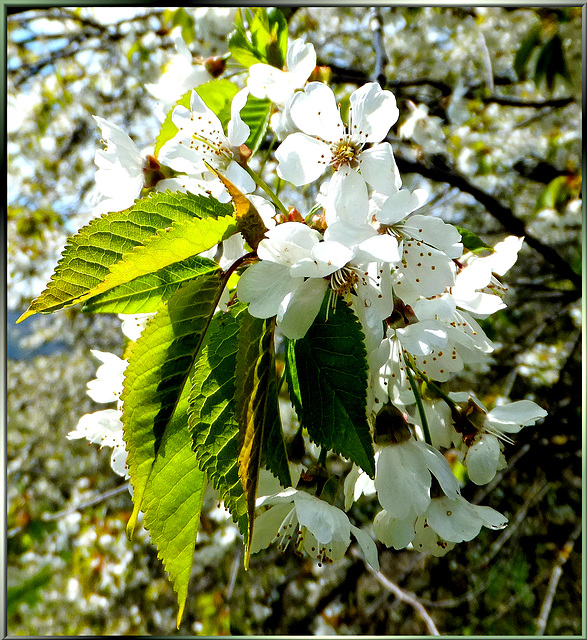 Blüh... und Grün... ©UdoSm