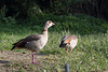 Nilgänse (Wilhelma)