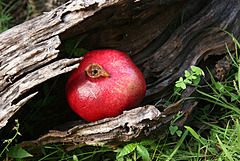 Pomegranate in an Australian Garden