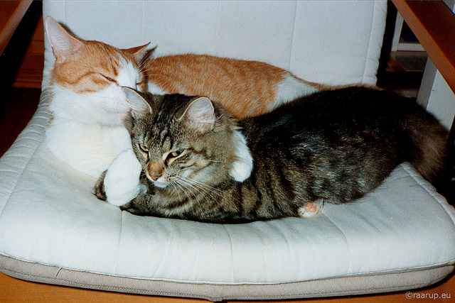From the archives: Rudolf & Milly (1996)