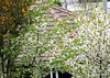 Curtain of Blossom.