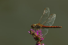 Sympetrum@Lythrum