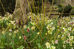 Wet Afternoon in March-Spring Flowers