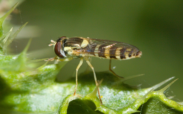 HoverflyIMG 5444