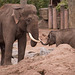 Bull elephant and baby