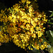 20200419 7261CPw [D~LIP] Mahonie (Berberis aquifolium), Bad Salzuflen