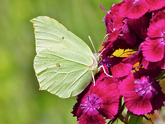 P1310845- Le Citron (Gonepteryx rhamni) - Jardin Hauteville   09 juillet 2016