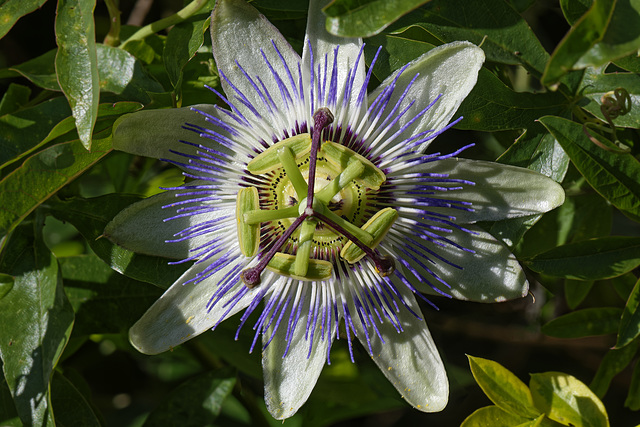 Passion flower