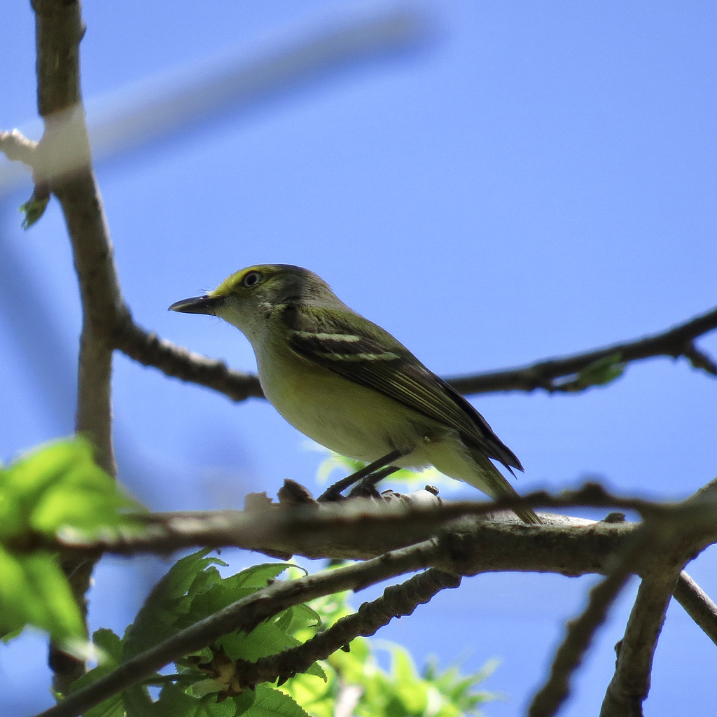 Flycatcher (?)