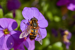 Sonnenschwebfliege (Helophilus pendulus)