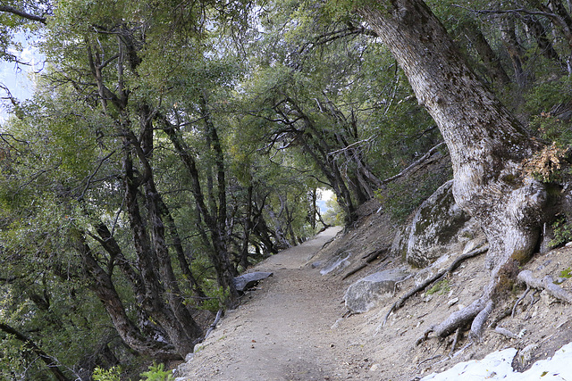 Upper Falls Trail