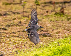 Pied wagtail in flight